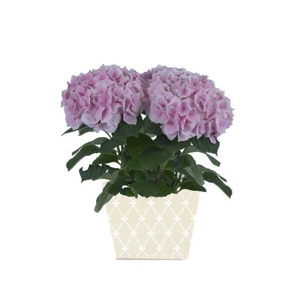 30 Hydrangea Flowers Seeds Rare 7 Colours Beautiful Decoration for Home Garden 30 Hydrangea Flowers Seeds Rare 7 Colours Beautiful Decoration for Home Garden